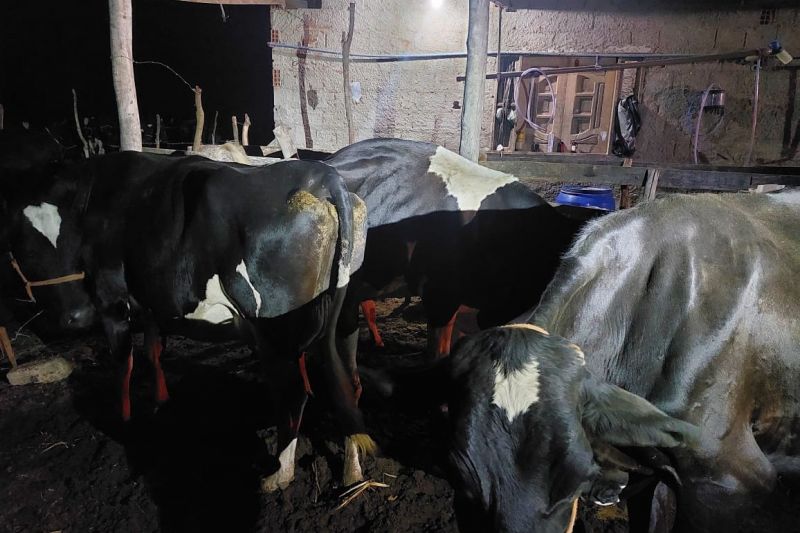 Animais roubados de fazenda em Ouro Branco são encontrados em Delmiro Gouveia