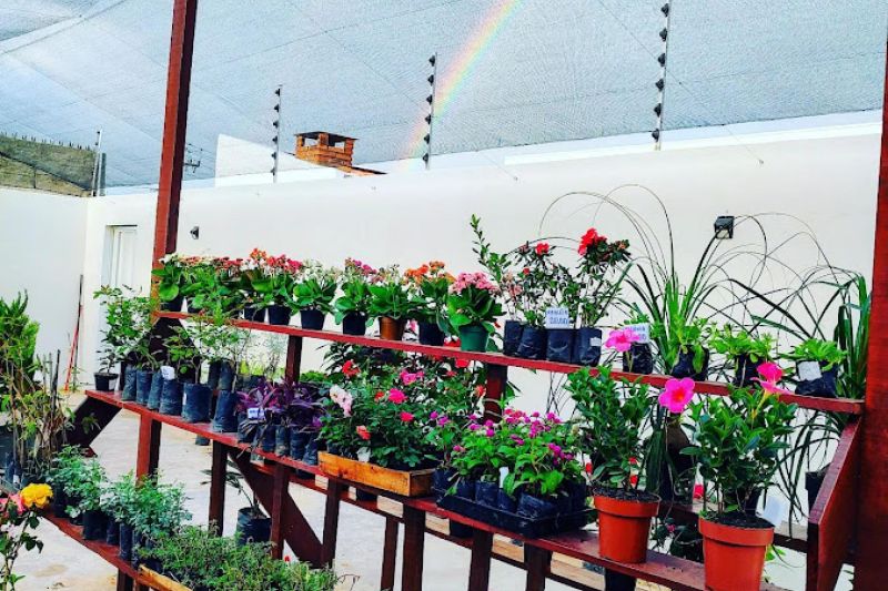 Mercado de floriculturas se aquece em Alagoas com a chegada da primavera