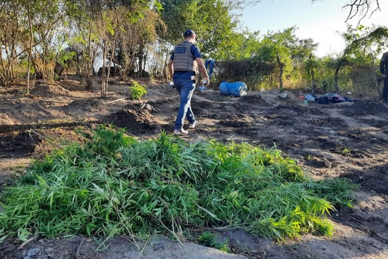 Operação integrada acaba com plantio de maconha a margem do Canal do Sertão em Inhapi