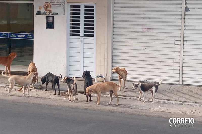 Grande quantidade de cães soltos nas ruas deixa população preocupada em Delmiro Gouveia
