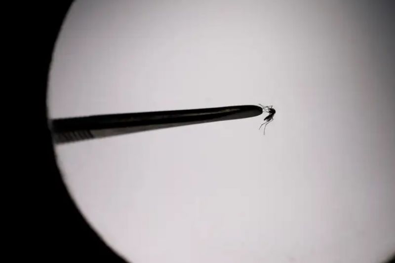 Brasil bate recorde de mortes por dengue em 2023