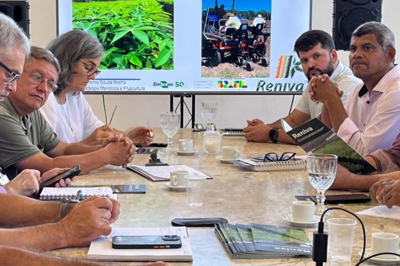 Agricultura busca parcerias para melhorar qualidade genética da mandioca