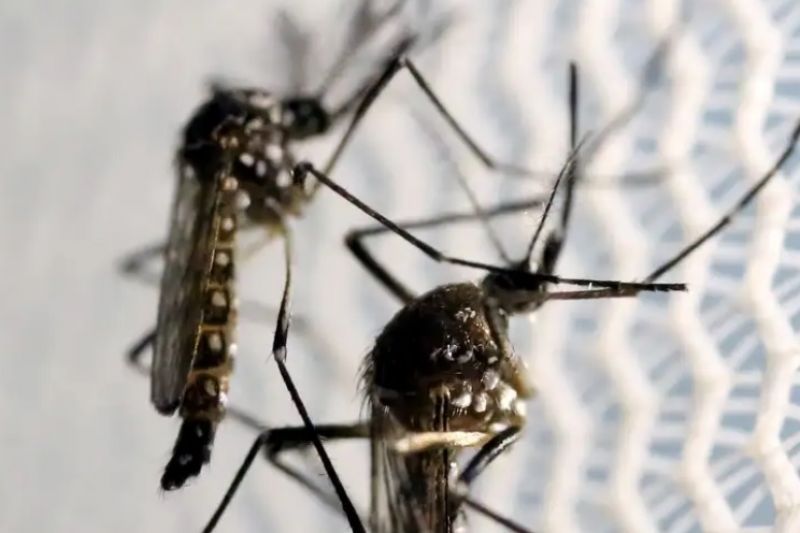 Brasil se aproxima de 1 milhão de casos prováveis de dengue