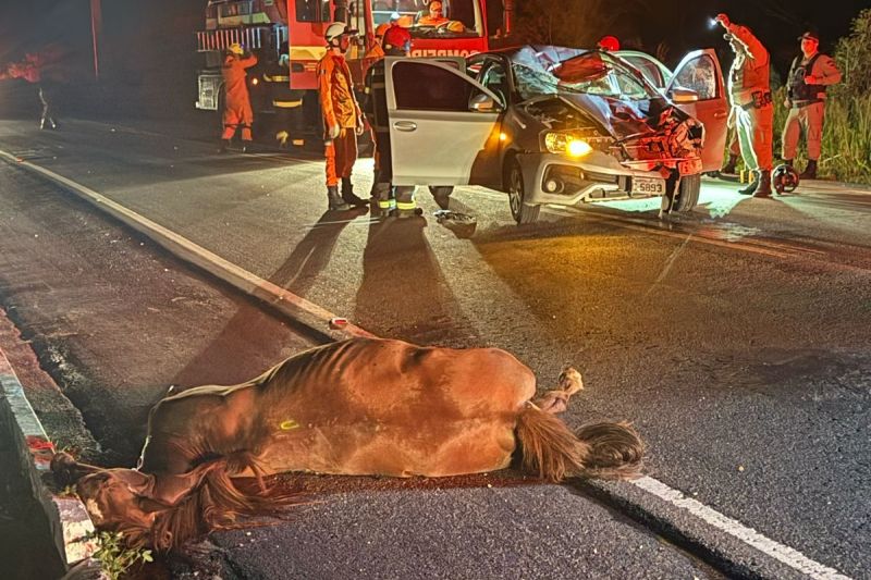 Motorista fica ferido após colisão entre veículo e animal em Santana do Ipanema