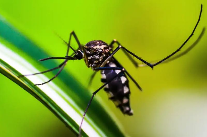 Dengue: Anvisa vai priorizar registro de dispositivos para diagnóstico