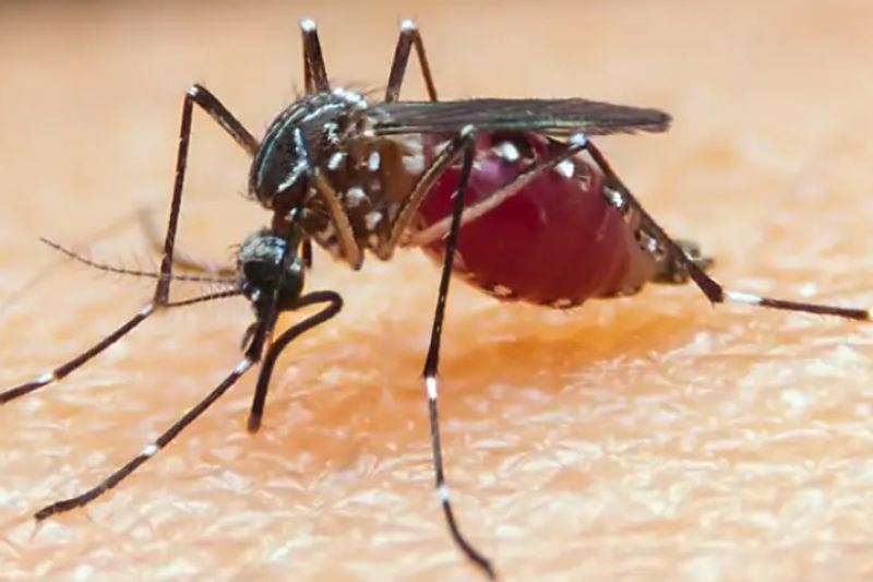 Malária: gestantes, crianças e pessoas vulneráveis são mais afetadas