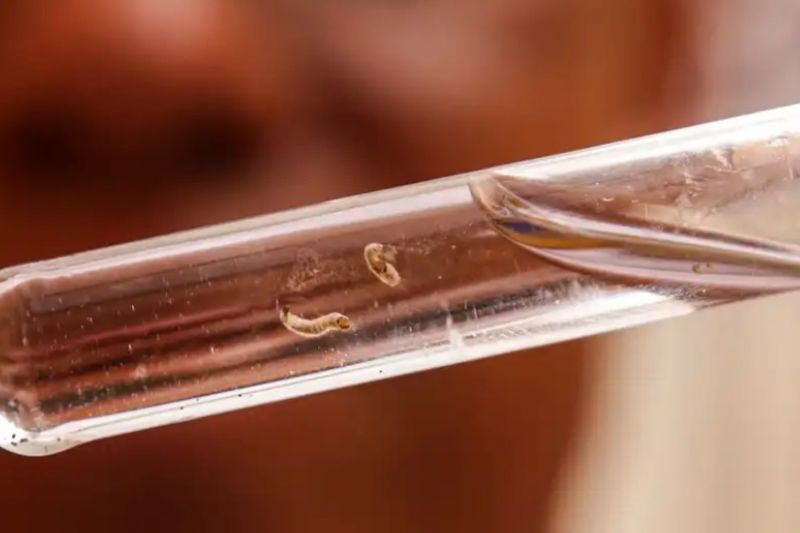 Brasil passa de 4 milhões de casos de dengue; mortes chegam a 1.937