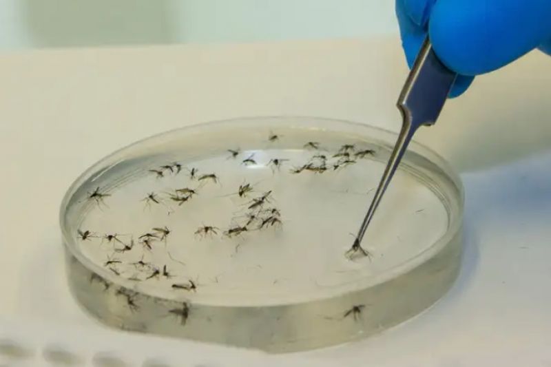 Mosquitos com bactéria wolbachia serão liberados em mais seis municípios