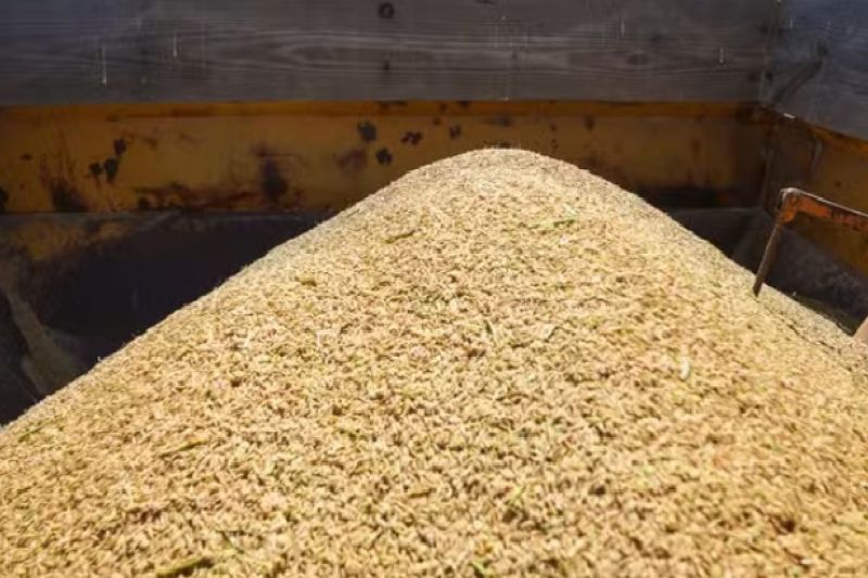Tribunal suspende liminar e libera leilão de arroz do governo federal