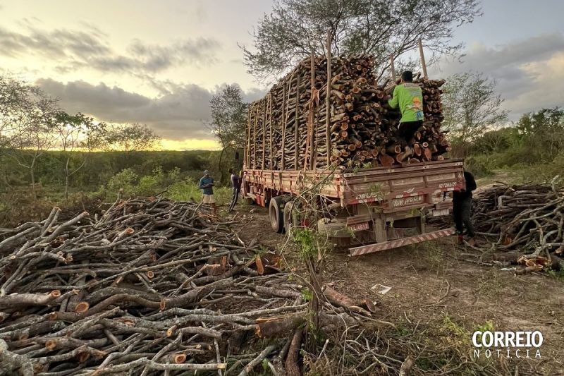 Ação policial descobre esquema de desmatamento ilegal em área indígena em Delmiro Gouveia