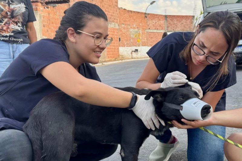 Lei estadual que garante proteção e o bem-estar dos animais já está em vigor