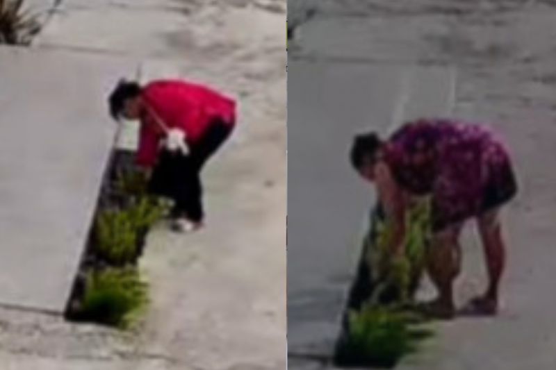 Mulheres são flagradas por câmeras furtando plantas de residências em Delmiro Gouveia