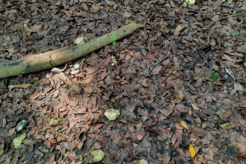 Homem tem pedaço de madeira introduzido no ânus durante bebedeira em Dois Riachos