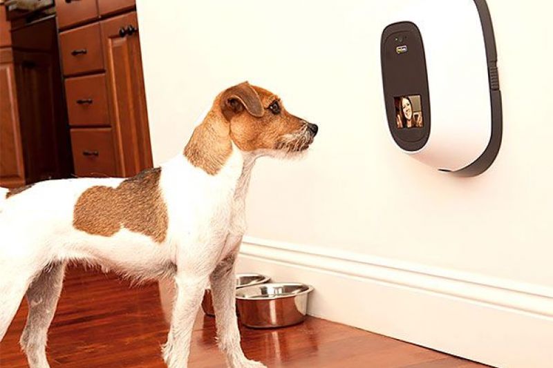 Pets e Tecnologia: Os Melhores Gadgets Para Seu Animal