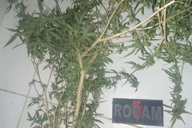 Homens são presos por adulteração de moto e cultivo de maconha em Santana do Ipanema