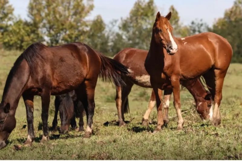 Ração contaminada mata 245 equinos em Alagoas e mais três estados