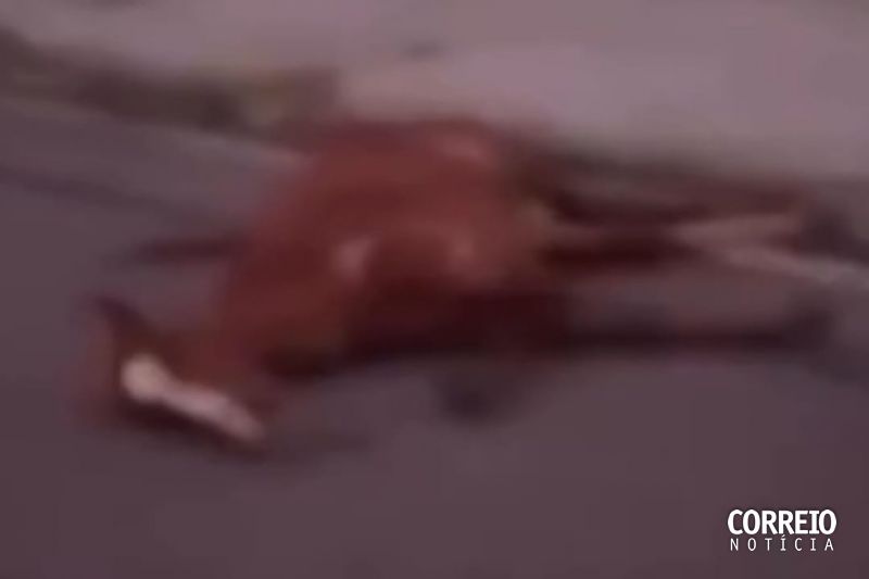 Veículo colide com animal solto na pista na entrada da cidade de Delmiro Gouveia