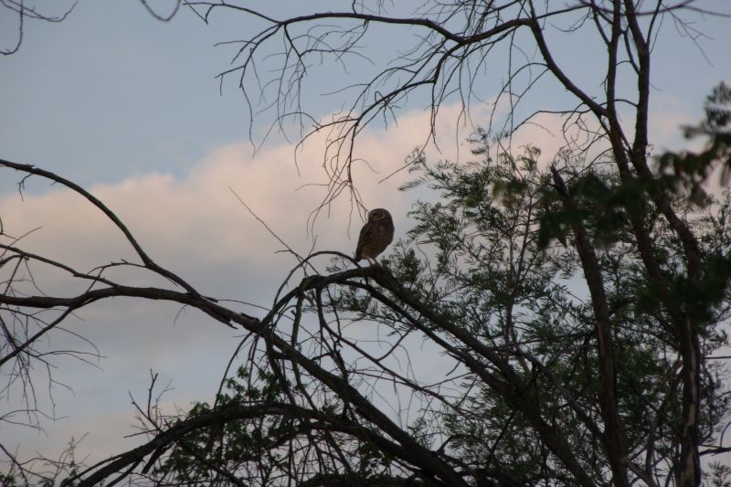 Comemoração: Dia da Caatinga, bioma único no mundo e é nosso