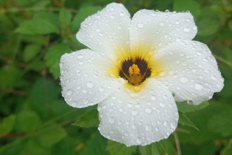 Noticias Ambientais do Brasil do Mundo de 10 de maio a 17 de maio de 2021