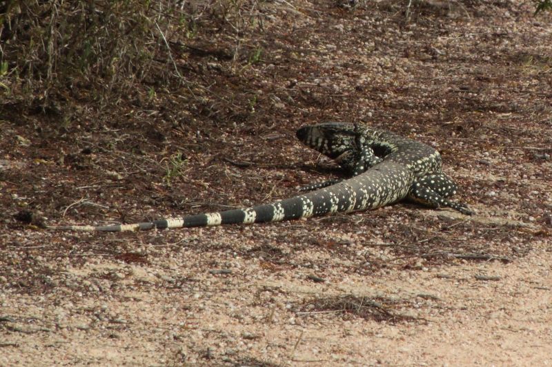 Comemoramos no dia 3 de março o Dia Mundial da Vida Selvagem. Saiba mais