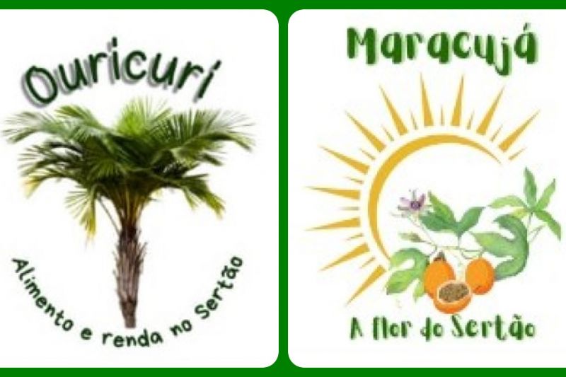 Coco Ouricuri e o Maracujá do Mato e as ações de promoção no Alto Sertão pelo Terra Viva