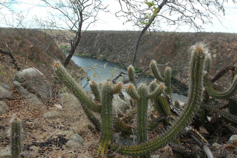Dia da Caatinga: celebrando e conscientizando sobre a importância do bioma único do mundo